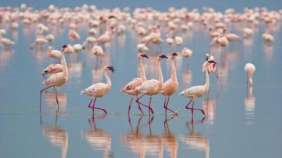 Pink flamingos conquered a lake near Burgas